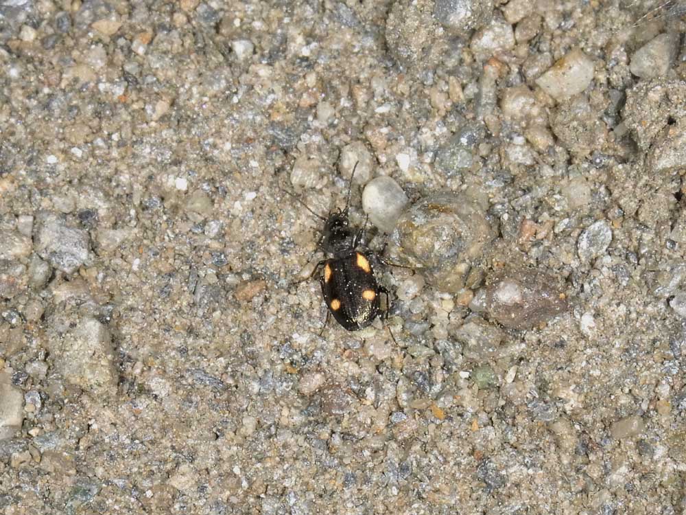Lionychus quadrillum - (Carabidae)